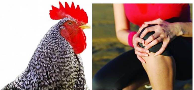 What are rooster injections for arthritic knees?